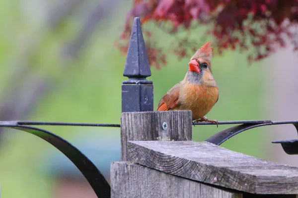 Gros Plan Oiseau Cardinalice Orange Perché Sur Une Clôture — Photo