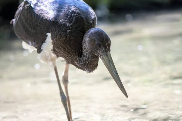 森の中の黒いコウノトリのクローズアップ — ストック写真