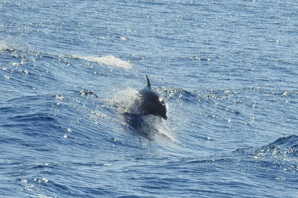 Delfinkapsel Havet Mellan Grekiska Öarna Rhodos Och Halki — Stockfoto