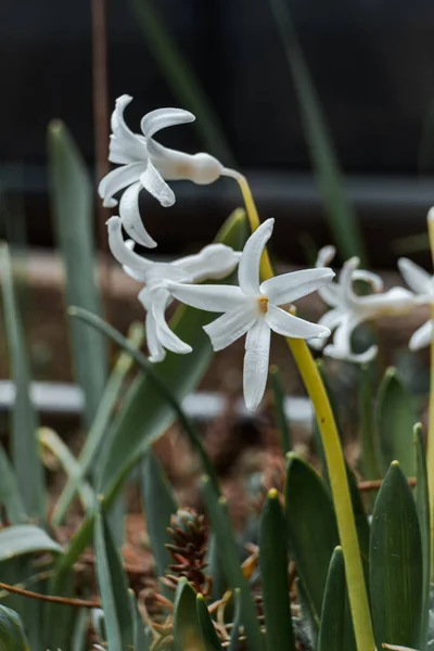 Vertical Shot Wild Hyacinth White Garden — Stock Photo, Image
