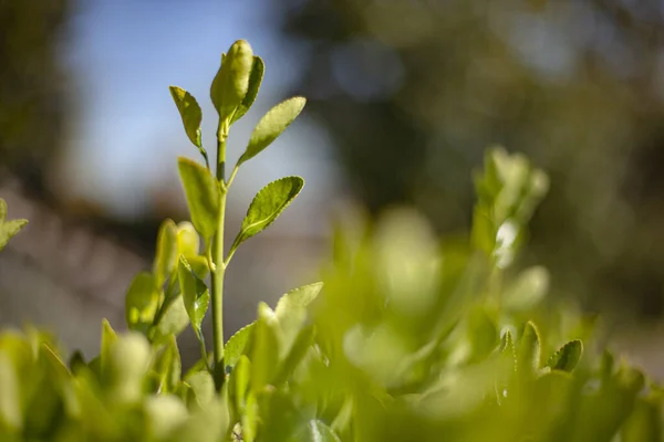 Sprouts of leaves in spring. Image with selective focus