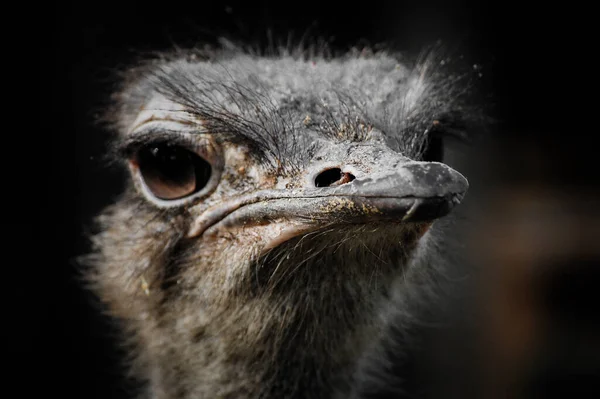 Closeup Ostrich Head Dark Background — Stock Photo, Image