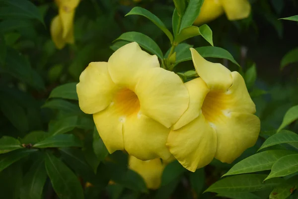 Tiro Close Das Flores Trompete Ouro Crescendo Jardim — Fotografia de Stock