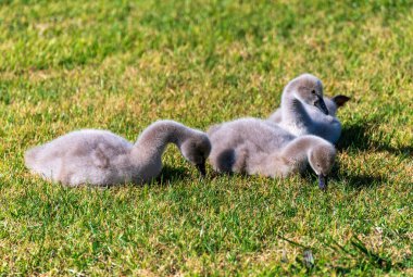 Güneşli yeşil otlakta oturan üç yavru siyah kuğu ya da cygnet. Gri tüylü tüyler güneşi yakalar. İkisi ot ya da solucan yiyor.