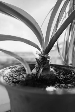 Saksıda büyüyen soğanın dikey gri tonlu görüntüsü..