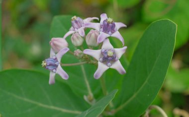 Seçici odak noktasında mor dev kalotop çiçeği.