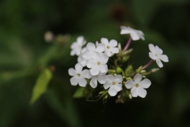 Yeşil arka planda izole edilmiş beyaz Phlox çiçeklerinin yakın plan çekimi.