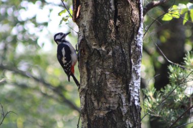 Ağaçtaki kuşun yakın plan çekimi.