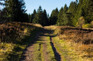 Ağaçlarla kaplı güzel yeşil bir patika.