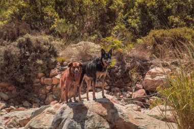 Ormandaki taşların üzerinde duran köpekler.