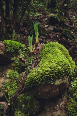 Ormanda yosun kaplı kayalar. Doğa güzellik içinde kükrediğinde