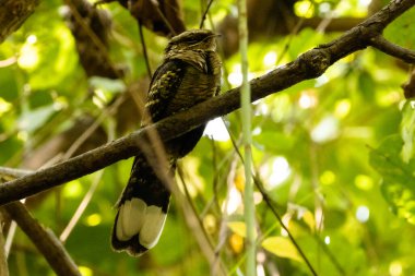 Güneşli bir günde arka planda bulanık duran siyah bir uçurtma kuşunun düşük açılı görüntüsü.
