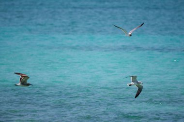Turkuaz bir denizin üzerinde uçan martıların yakın plan çekimi.