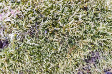 Yosun kaplı bir ağacın yakın çekimi.