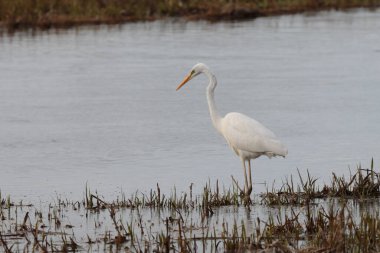 Gölde büyük beyaz bir balıkçıl var.