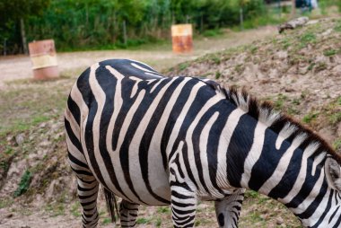 Üzerinde siyah çizgiler ve arka planda ağaçlar olan vahşi bir zebranın yakın plan çekimi.