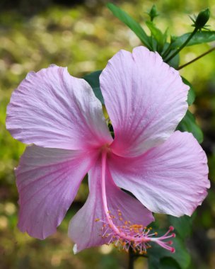 Bahçedeki pembe amberin seçici odak noktası.