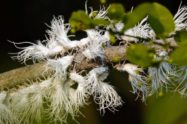 Ağaç dalındaki birçok beyaz bitkinin makro görüntüsü.