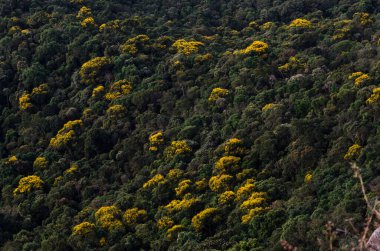 Yeşil ve sarı bitkilerle dolu geniş doğal orman dağları.