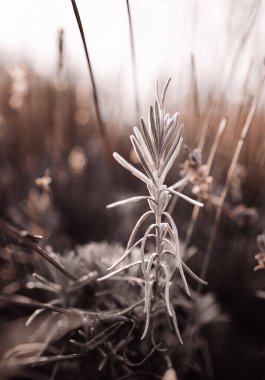 Bulanık bir arkaplanda beyaz ladin dalının dikey çekimi.