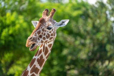 Hayvanat bahçesindeki bir zürafanın başı.