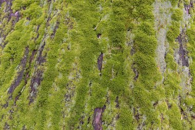 Yosun kaplı bir ağacın yakın çekimi.