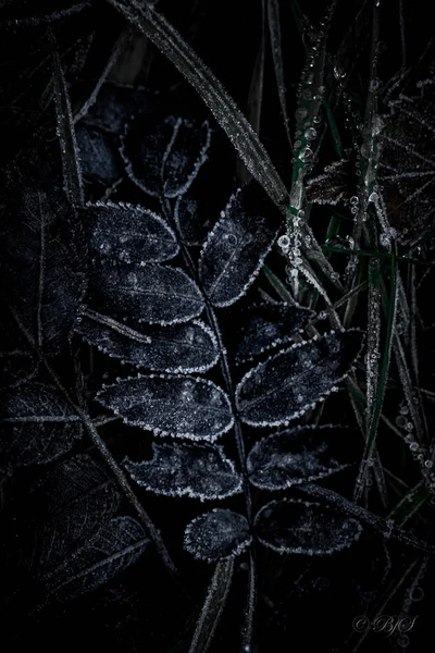 Вертикальный Крупный План Темных Листьев Растений Покрытых Замерзшими Капельками Красивый — стоковое фото