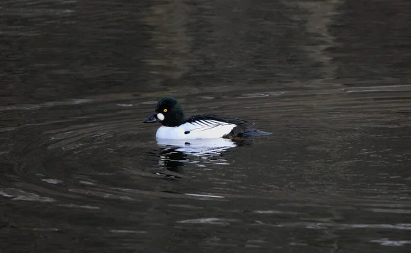 Gros Plan Canard Dans Eau — Photo