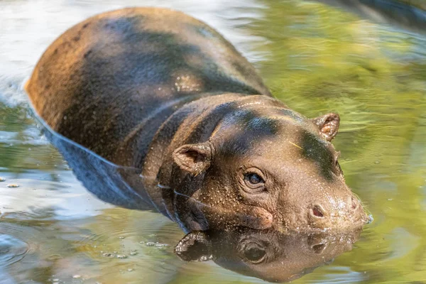 Hipopótamo Anfibio Agua —  Fotos de Stock