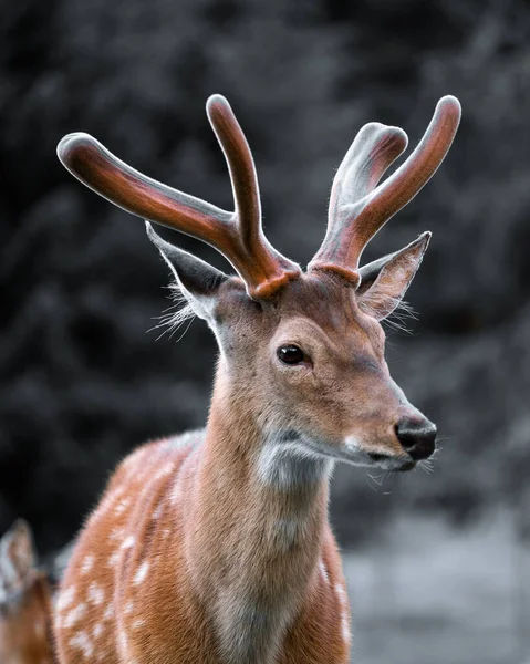 一只小鹿的特写镜头 它从侧面看去 色彩飞溅 — 图库照片