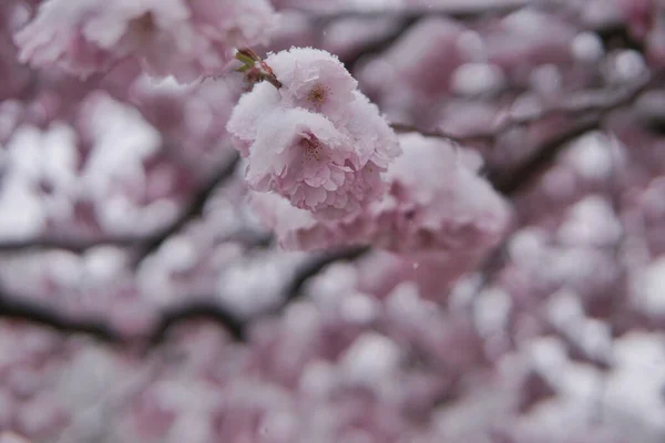 藏红花樱花上的雪片特写 — 图库照片