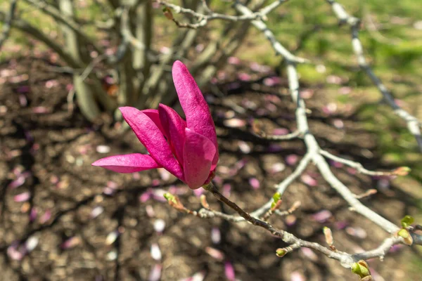 Eine Blühende Rosa Blume Frühling — Stockfoto