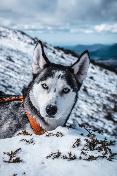 Собака Насолоджується Снігом Горах — стокове фото