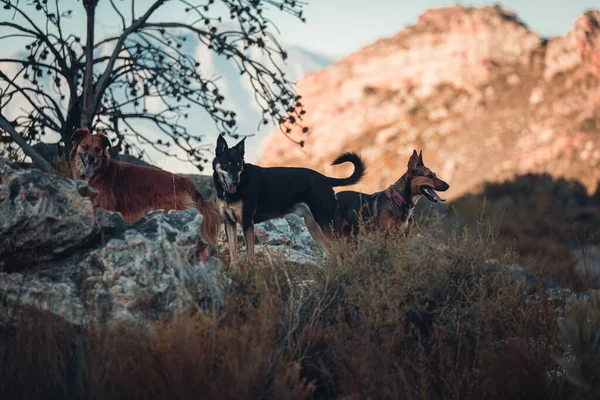 Closeup Shot Dogs Mountains — Stock Photo, Image