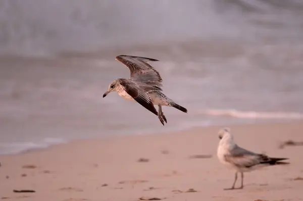 ビーチで2匹の若いカモメの鳥のクローズアップショット — ストック写真