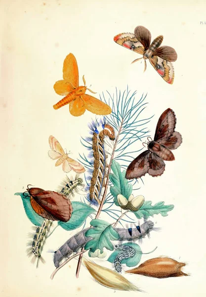 Pillangók Évjárat Illusztrációja Biológia Irodalomban — Stock Fotó