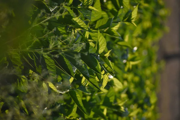 Una Toma Enfoque Superficial Plantas Verdes Frescas Plantas Verdes Exuberantes — Foto de Stock