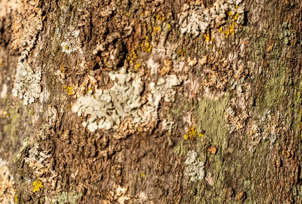 日光の下で樹皮の質感のクローズアップショット — ストック写真