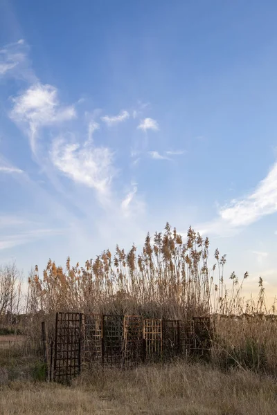 Una Toma Vertical Cañas Secas Contra Cielo Azul Nublado —  Fotos de Stock