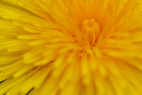 Parkta Sarı Bir Karahindiba Çiçeğinin Yakın Çekimi — Stok fotoğraf
