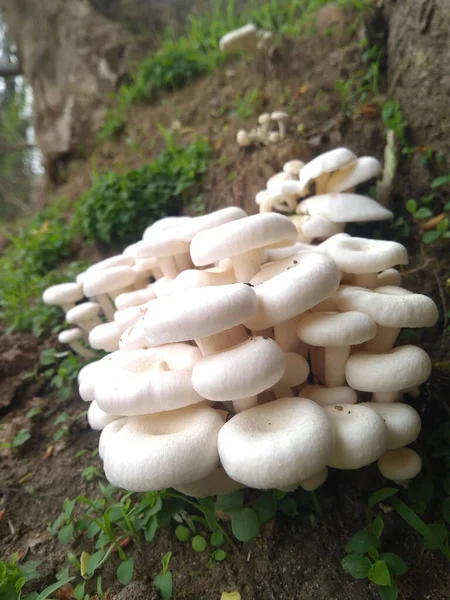 Plan Vertical Champignons Huîtres Dans Forêt — Photo