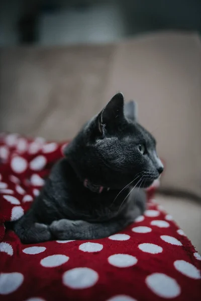 Vertical Shot Beautiful Cute Russian Blue Cat Sitting Red Pillow — Stock Photo, Image