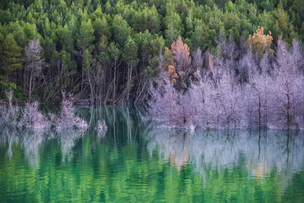 Uma Floresta Densa Colorida Que Reflete Lago — Fotografia de Stock