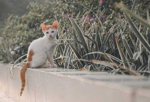 Vit Katt Som Sitter Nära Växter Parken — Stockfoto