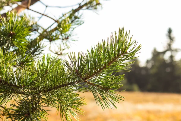 Selective Focus Shot Pine Tree Leaves Bright Sunlight Blurred Background — Stock Photo, Image