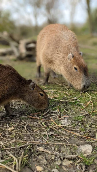 Capybara Štěně Matka Pasoucí Evesham Velká Británie — Stock fotografie