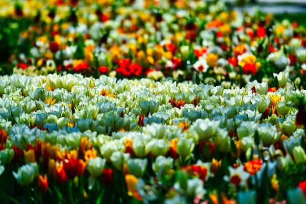 Hermoso Tiro Flores Colores Floreciendo Jardín Bajo Luz Del Sol — Foto de Stock