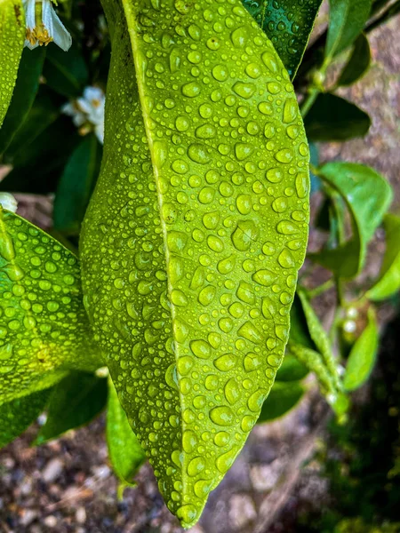 葉のぼやけた背景を背景に水滴で覆われた緑の葉の垂直閉鎖 — ストック写真