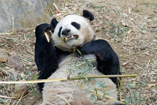 A cute panda lying and eating bamboo in the zoo in summer