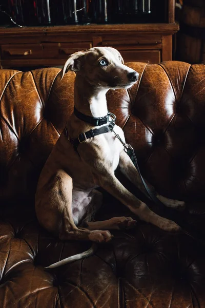 Whippet Cachorro Perro Con Ojos Azules Cuero Marrón Sofá Chesterfield — Foto de Stock